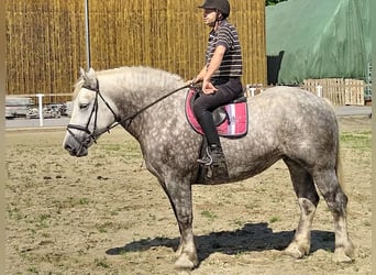 Weitere Kaltblüter, Stute, 4 Jahre, 165 cm, Apfelschimmel