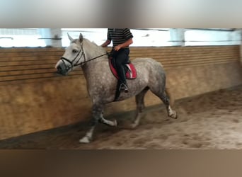 Weitere Kaltblüter, Stute, 4 Jahre, 165 cm, Apfelschimmel