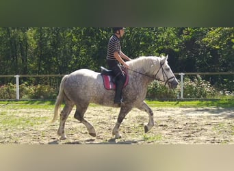 Weitere Kaltblüter, Stute, 4 Jahre, 165 cm, Apfelschimmel