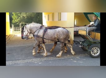 Weitere Kaltblüter, Stute, 4 Jahre, 165 cm, Apfelschimmel