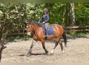 Weitere Kaltblüter, Stute, 4 Jahre, Dunkelbrauner