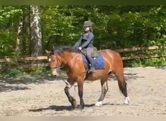 Weitere Kaltblüter, Stute, 4 Jahre, Dunkelbrauner