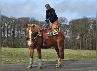 Weitere Kaltblüter, Stute, 5 Jahre, 157 cm, Fuchs