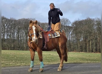 Weitere Kaltblüter, Stute, 5 Jahre, 157 cm, Fuchs