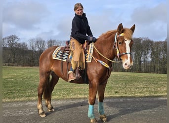 Weitere Kaltblüter, Stute, 5 Jahre, 157 cm, Fuchs