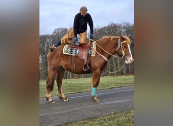 Weitere Kaltblüter, Stute, 5 Jahre, 157 cm, Fuchs