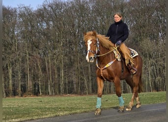 Weitere Kaltblüter, Stute, 5 Jahre, 157 cm, Fuchs