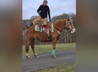 Weitere Kaltblüter, Stute, 5 Jahre, 157 cm, Fuchs