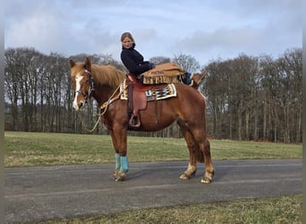 Weitere Kaltblüter, Stute, 5 Jahre, 157 cm, Fuchs