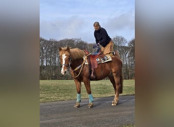 Weitere Kaltblüter, Stute, 5 Jahre, 157 cm, Fuchs