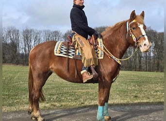 Weitere Kaltblüter, Stute, 5 Jahre, 157 cm, Fuchs