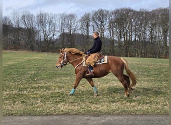 Weitere Kaltblüter, Stute, 5 Jahre, 157 cm, Fuchs