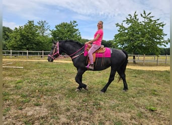 Weitere Kaltblüter, Stute, 5 Jahre, 167 cm, Rappe