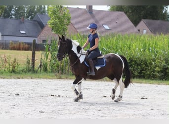 Weitere Kaltblüter, Stute, 6 Jahre, 150 cm, Schecke