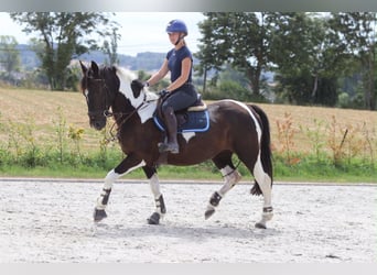 Weitere Kaltblüter, Stute, 6 Jahre, 150 cm, Schecke