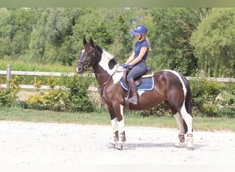 Weitere Kaltblüter, Stute, 6 Jahre, 150 cm, Schecke