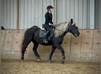 Weitere Kaltblüter, Stute, 6 Jahre, 153 cm, Dunkelfuchs