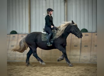 Weitere Kaltblüter, Stute, 6 Jahre, 153 cm, Dunkelfuchs
