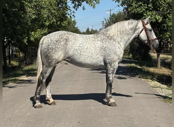 Weitere Kaltblüter, Stute, 6 Jahre, 158 cm, Schimmel
