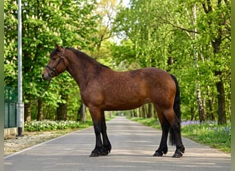 Weitere Kaltblüter, Stute, 6 Jahre, 160 cm, Brauner