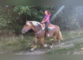 Weitere Kaltblüter, Stute, 6 Jahre, 165 cm, Dunkelfuchs