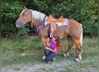 Weitere Kaltblüter, Stute, 6 Jahre, 165 cm, Dunkelfuchs