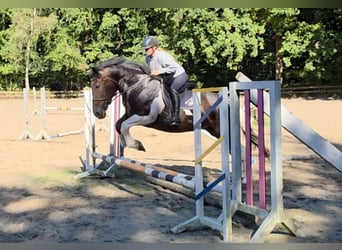 Weitere Kaltblüter, Stute, 8 Jahre, 160 cm, Schecke