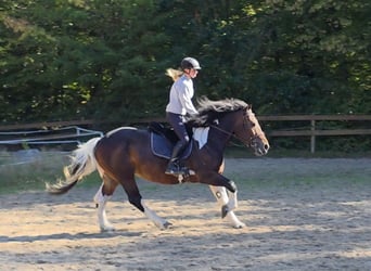 Weitere Kaltblüter, Stute, 8 Jahre, 160 cm, Schecke