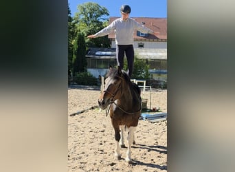 Weitere Kaltblüter, Stute, 8 Jahre, 160 cm, Schecke
