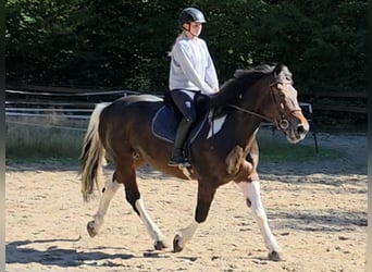 Weitere Kaltblüter, Stute, 8 Jahre, 160 cm, Schecke