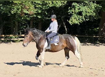 Weitere Kaltblüter, Stute, 8 Jahre, 160 cm, Schecke