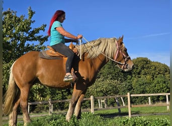 Weitere Kaltblüter, Stute, 8 Jahre, 163 cm, Fuchs