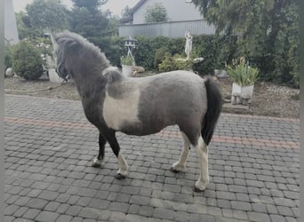 Weitere Kaltblüter, Stute, 9 Jahre, 122 cm