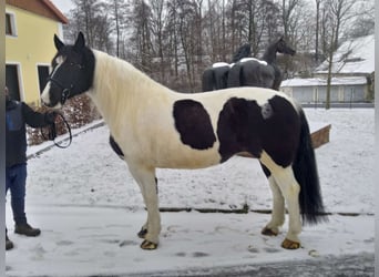 Weitere Kaltblüter, Stute, 9 Jahre, 162 cm, Schecke