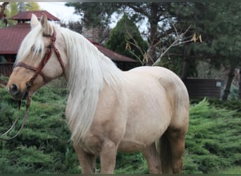 Weitere Kaltblüter, Stute, 9 Jahre, 163 cm, Palomino