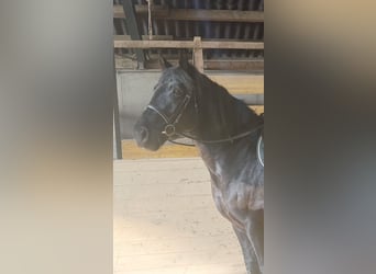 Weitere Kaltblüter, Wallach, 10 Jahre, 160 cm, Rappe