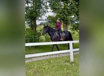 Weitere Kaltblüter, Wallach, 10 Jahre, 160 cm, Rappe