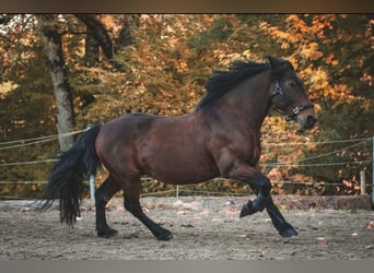 Weitere Kaltblüter Mix, Wallach, 11 Jahre, 150 cm, Brauner