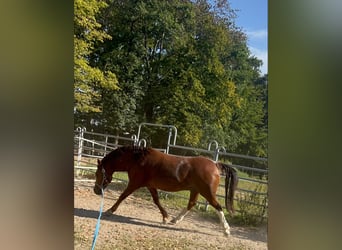 Weitere Kaltblüter Mix, Wallach, 11 Jahre, 154 cm, Rotfuchs