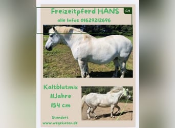 Weitere Kaltblüter, Wallach, 11 Jahre, 154 cm, Schimmel