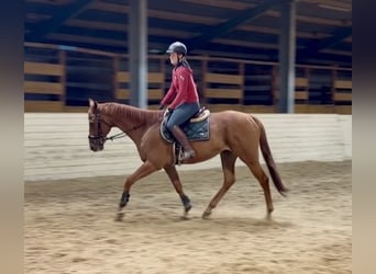 Weitere Kaltblüter, Wallach, 11 Jahre, 160 cm, Fuchs