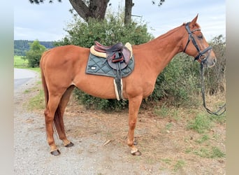 Weitere Kaltblüter, Wallach, 11 Jahre, 160 cm, Fuchs