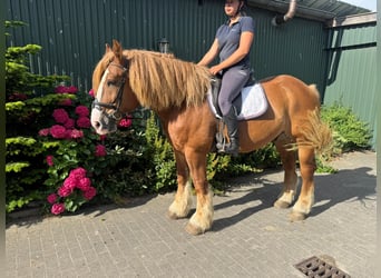 Weitere Kaltblüter, Wallach, 12 Jahre, 160 cm, Fuchs