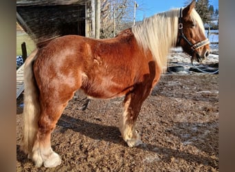 Weitere Kaltblüter, Wallach, 12 Jahre, 160 cm, Fuchs