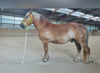 Weitere Kaltblüter, Wallach, 13 Jahre, 155 cm, Fuchs