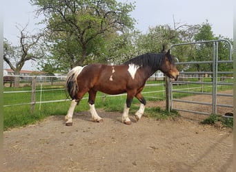 Weitere Kaltblüter Mix, Wallach, 13 Jahre, 169 cm, Schecke