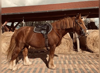 Weitere Kaltblüter Mix, Wallach, 14 Jahre, 160 cm, Fuchs