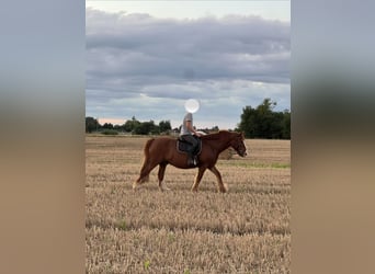 Weitere Kaltblüter Mix, Wallach, 14 Jahre, 160 cm, Fuchs