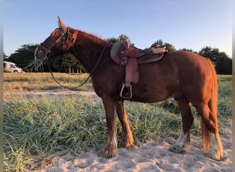 Weitere Kaltblüter Mix, Wallach, 14 Jahre, 160 cm, Fuchs