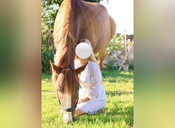 Weitere Kaltblüter Mix, Wallach, 14 Jahre, 160 cm, Fuchs